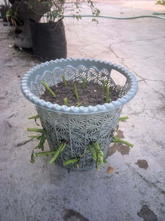 Menanam Kangkung